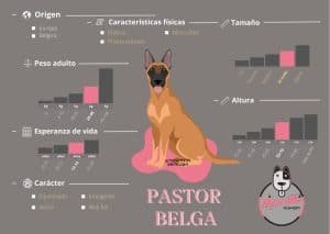 Ficha Criadero Pastor Belga Mascotas Medellin