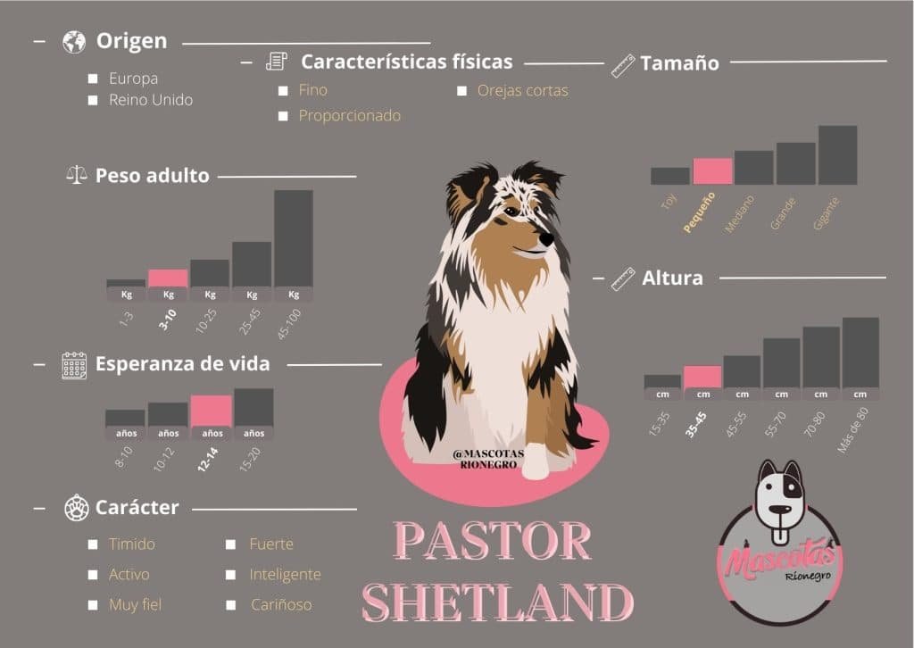 Ficha Criadero Pastor Shetland Mascotas Medellin Precio