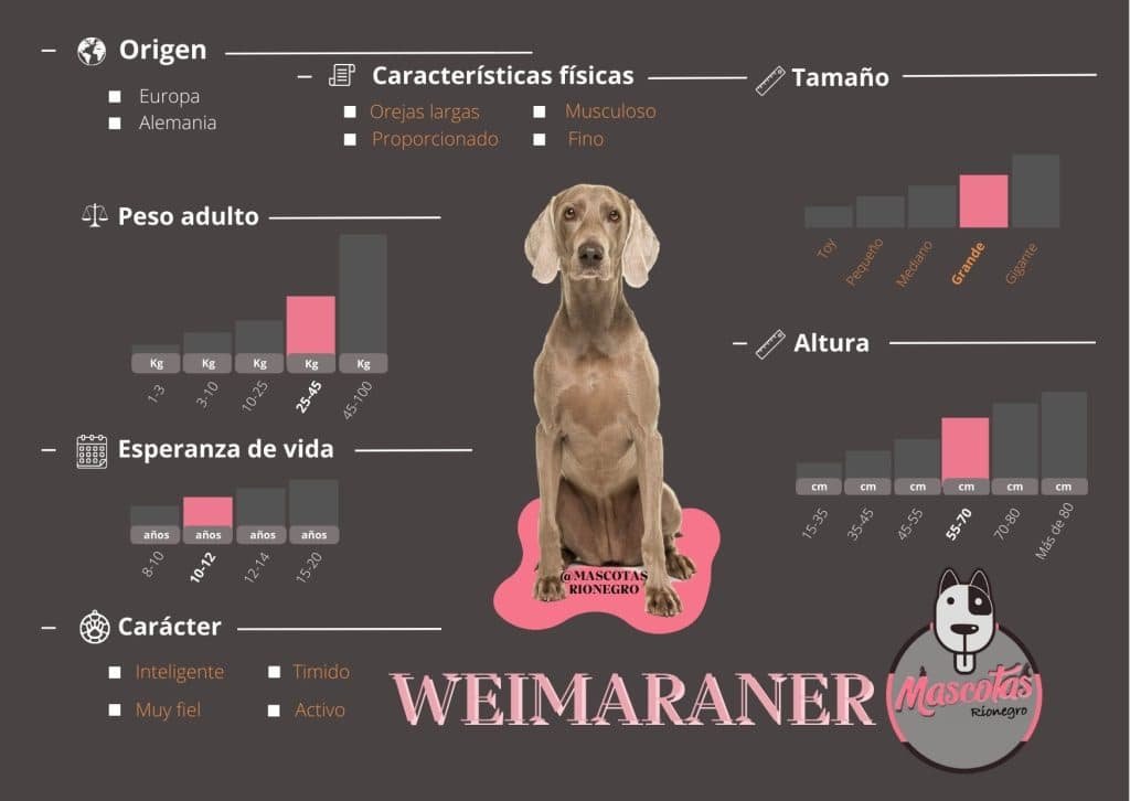 Ficha Weimaraner Mascotas Medellín