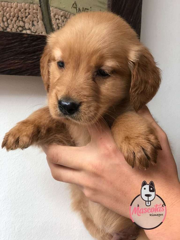 Golden Retriever Mascotas Rionegro Medellin Bogota3