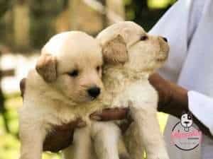 Golden Retriever Mascotas Rionegro Medellin Bogota3