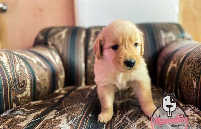 Golden Retriever Mascotas Rionegro Medellin Bogota3