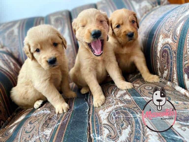 Golden Retriever Mascotas Rionegro Medellin Bogota