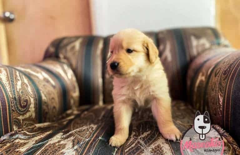 Golden Retriever Mascotas Rionegro Medellin Bogota3