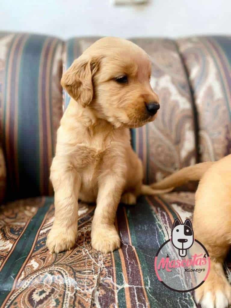 Criadero de Perros Golden Retriever Precio