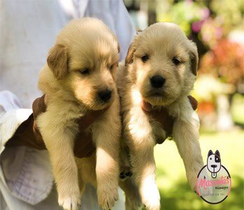 Golden retriever precio mascotas en medellin criadero de perros golden retriever en medellin