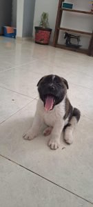 Akita Mascotas Medellin Mascotas Rionegro