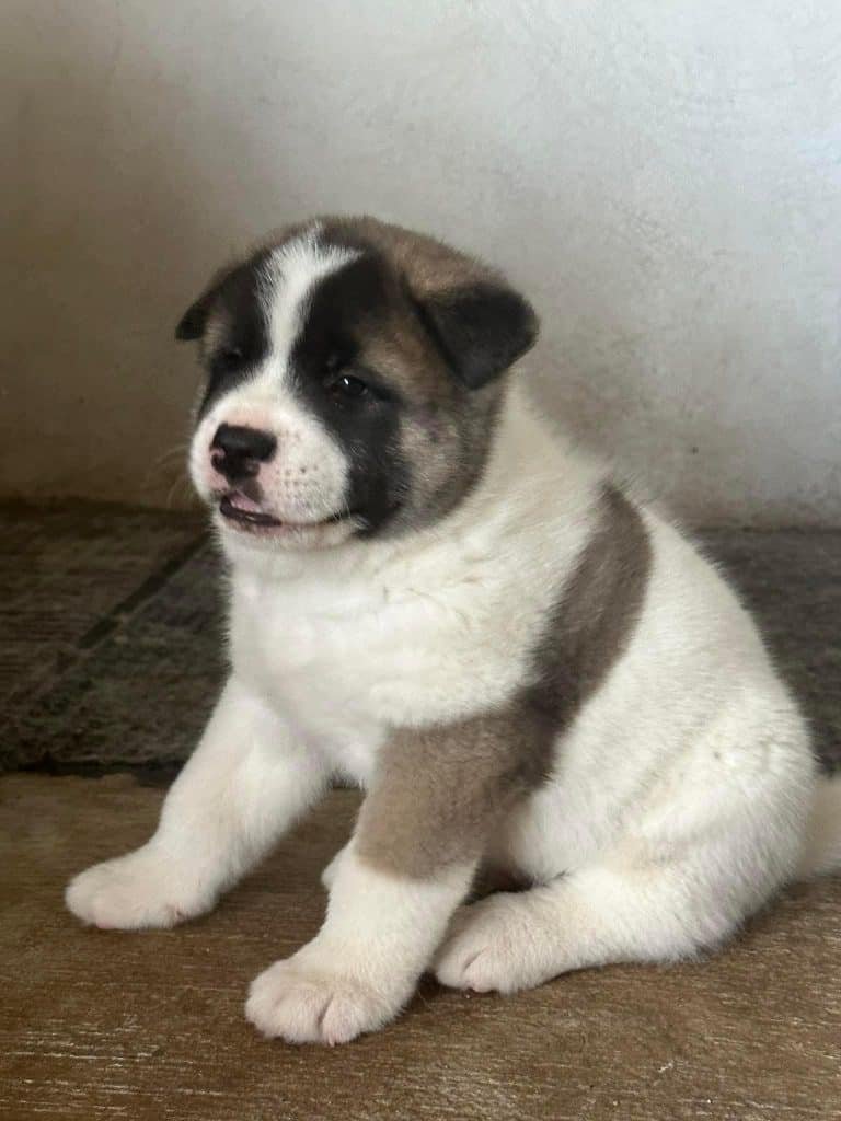 Akita Mascotas Medellin Mascotas Rionegro