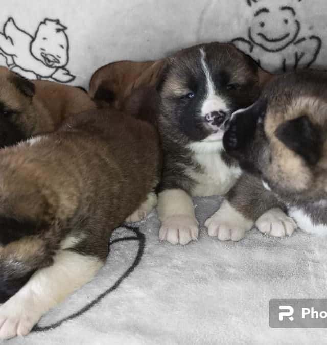 Akita Mascotas Medellin Mascotas Rionegro