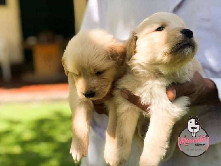 Golden Retriever Mascotas Rionegro Medellin Bogota