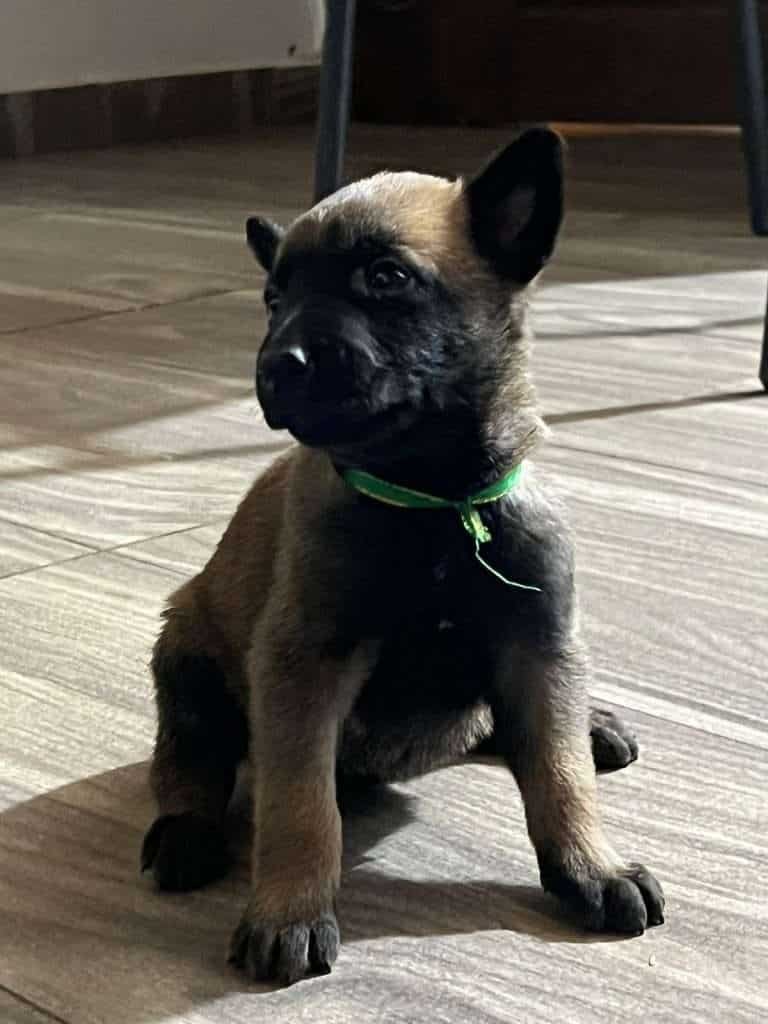 Pastor Belga Mascotas Medellin 17