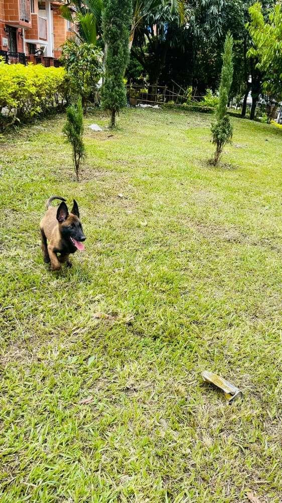 Pastor Belga Mascotas Medellin 25
