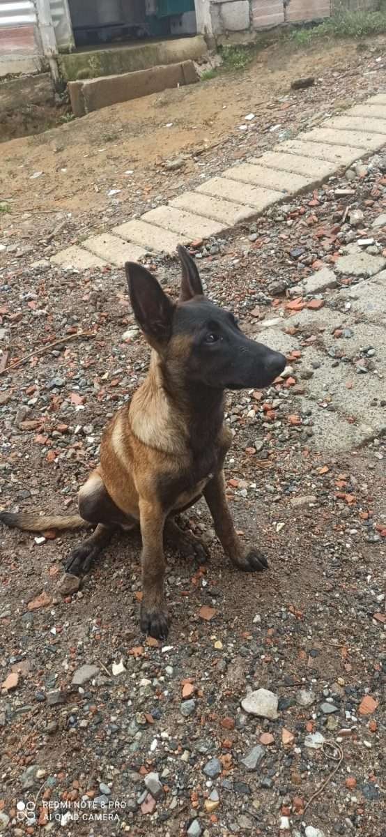 Pastor Belga Mascotas Medellin 5 scaled