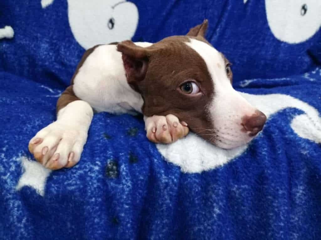 Pitbull Mascotas Medellin