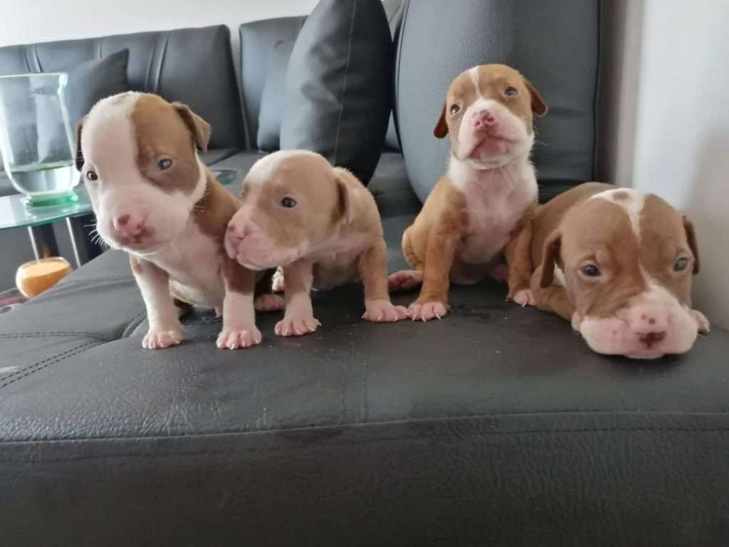 Pitbull Mascotas Medellin 12