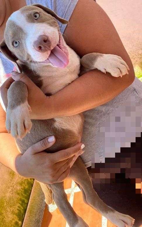 Pitbull Mascotas Medellin 22