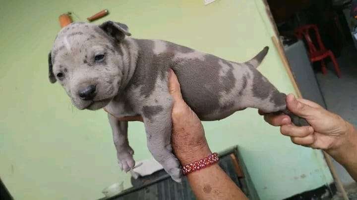 Pitbull Mascotas Medellin 7