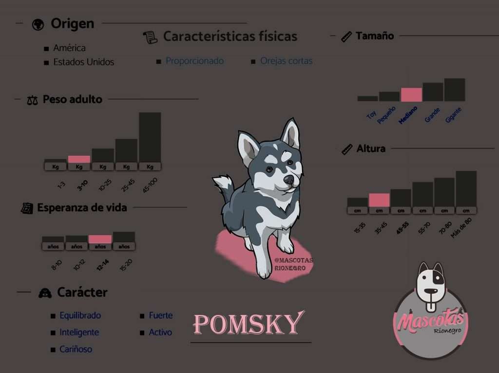 Ficha Pomsky Mascotas medellin bogota precio criadero