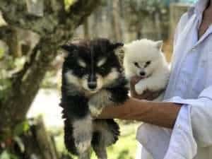 Pomsky mascotas medellin rionegro bogota 2