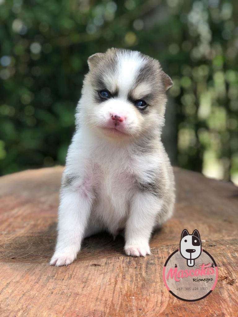 Criadero Pomsky mascotas medellin r
