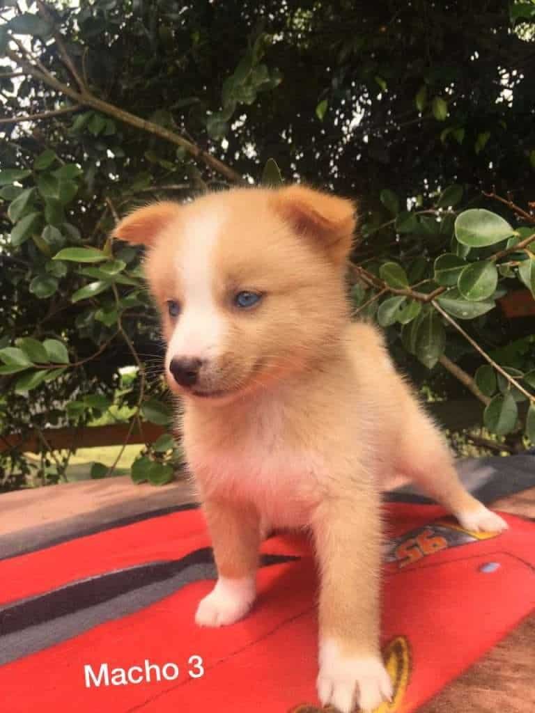 Pomsky mascotas medellin rionegro bogota 89