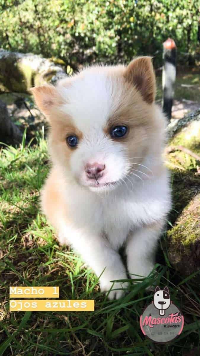 Pomsky mascotas medellin rionegro bogota655 scaled