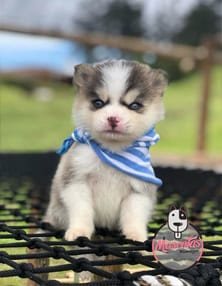 Pomsky precio mascotas en medellin criadero de perros Pomsky en medellin