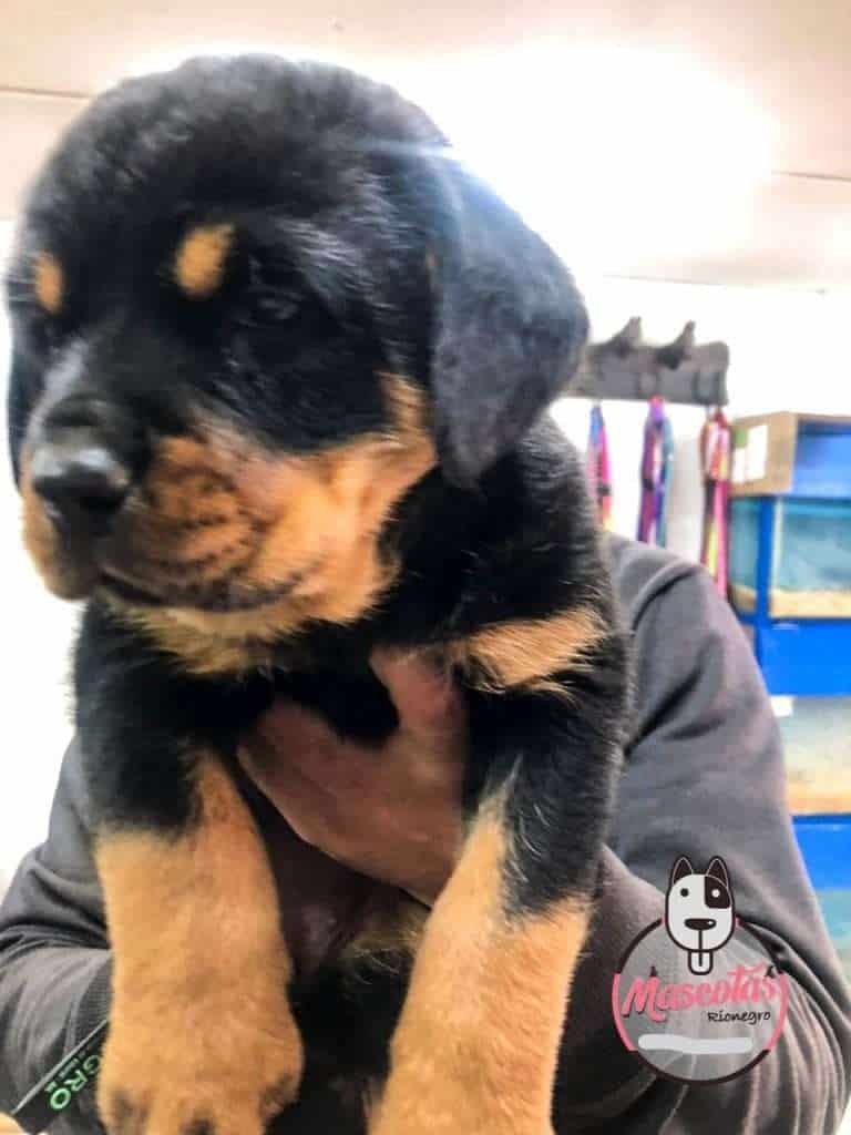 Rottweiler Precio, Criadero Rottweiler medellin Colombia