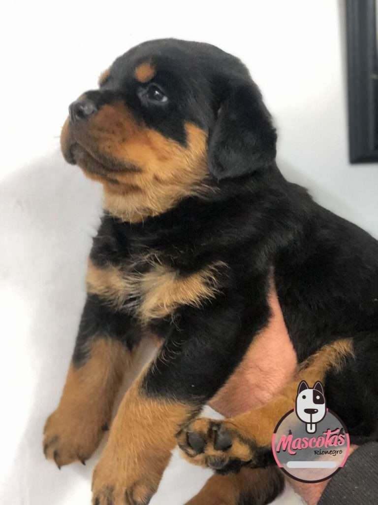 Rottweiler Precio, Criadero Rottweiler medellin Colombia