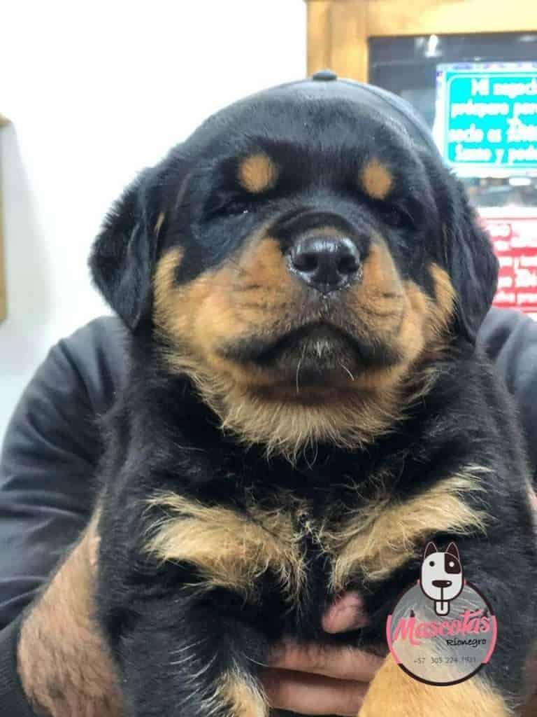 Rottweiler Precio, Criadero Rottweiler medellin Colombia