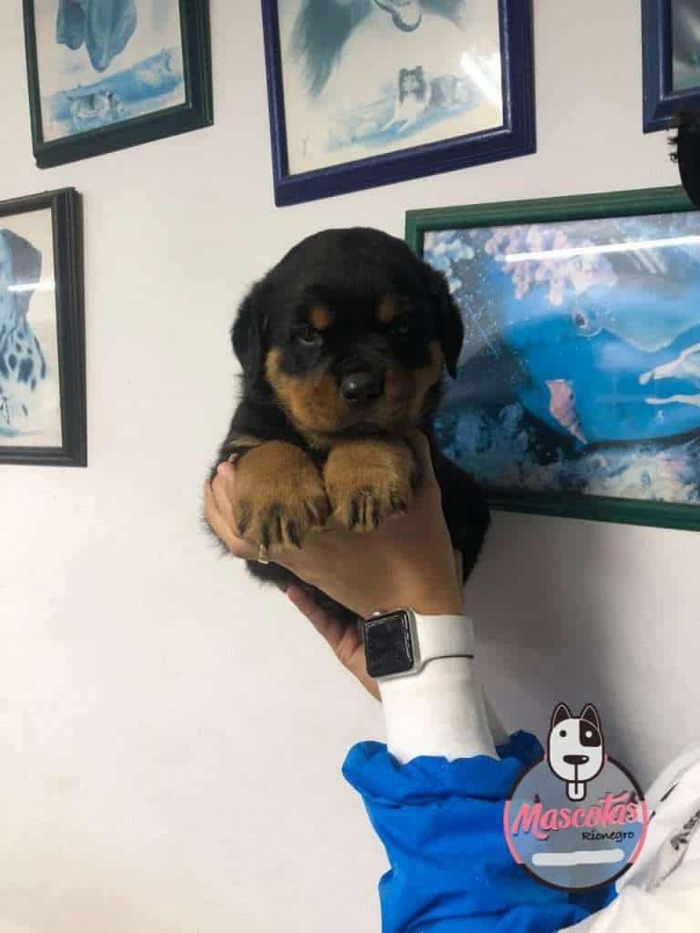 Rottweiler Precio, Criadero Rottweiler medellin Colombia