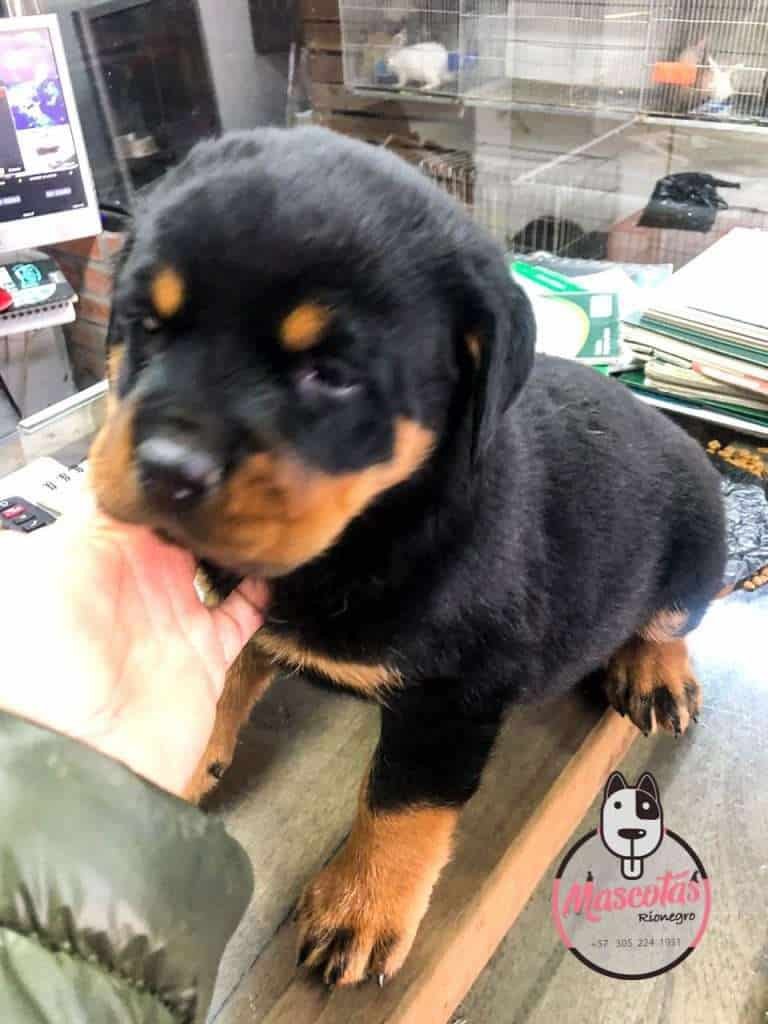 Rottweiler Precio, Criadero Rottweiler medellin Colombia