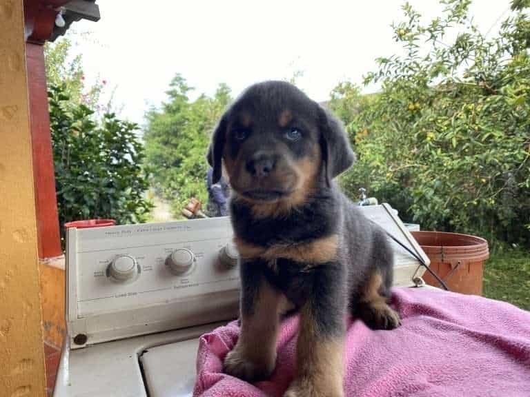 Rottweiler Precio, Criadero Rottweiler medellin Colombia