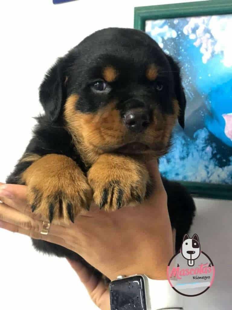Rottweiler Precio, Criadero Rottweiler medellin Colombia