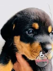 Rottweiler Precio, Criadero Rottweiler medellin Colombia