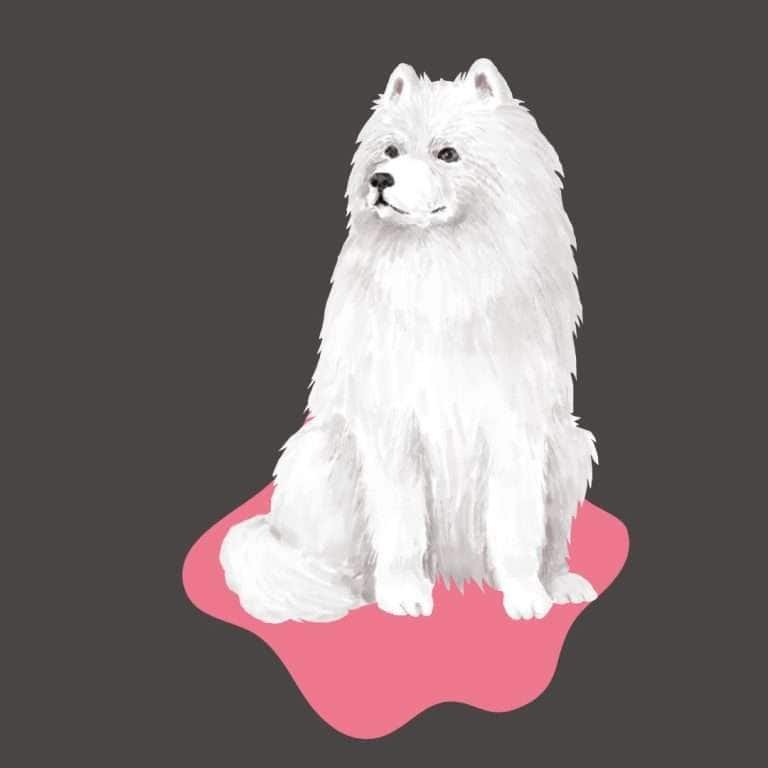 Samoyedo