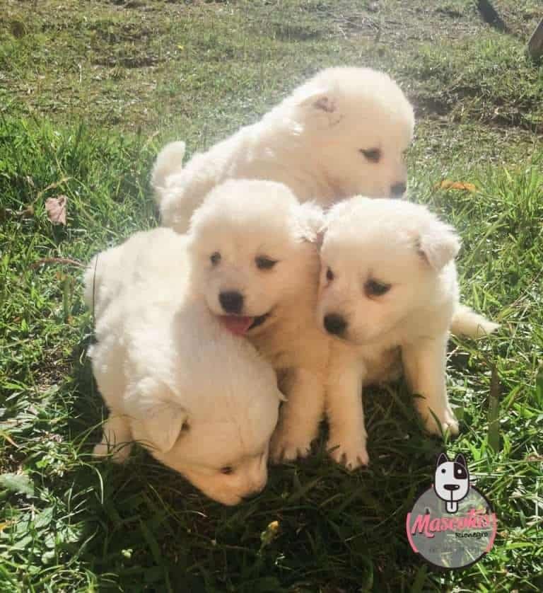 Criadero de Perros Samoyedo precio Mascotas Medellin