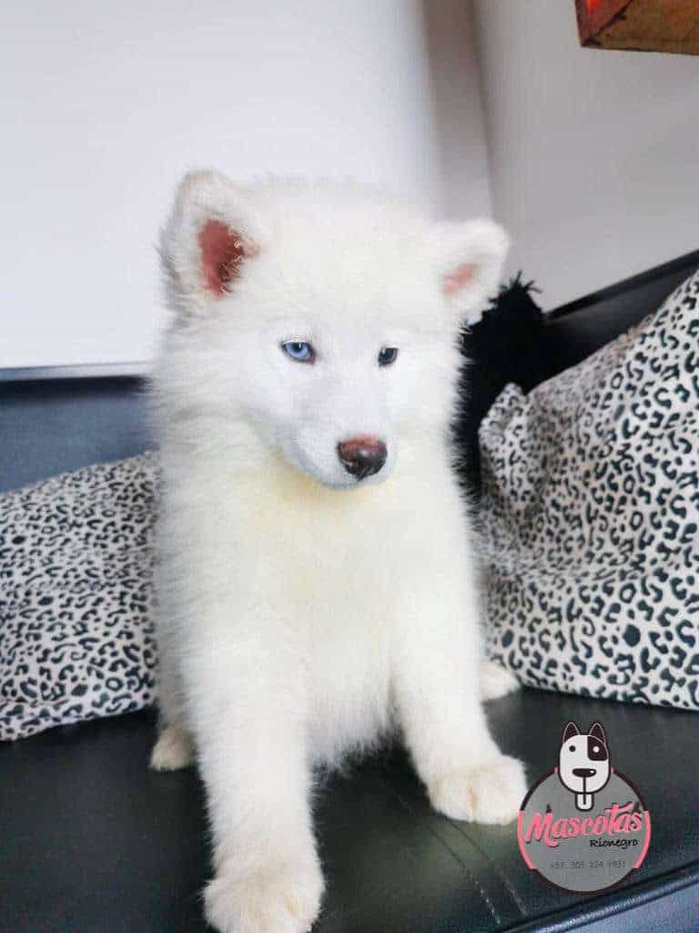 Samoyedo precio