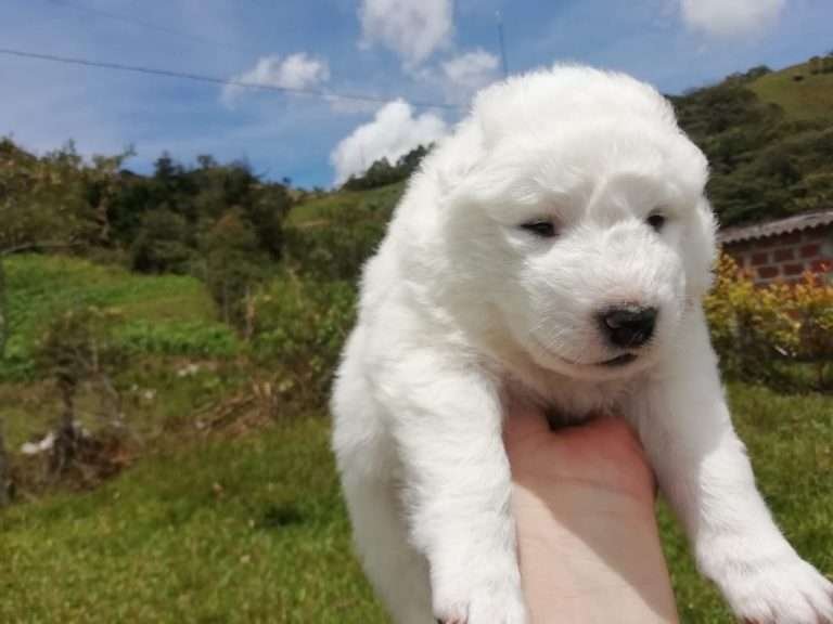 Samoyedo Mascotas Medellin 099