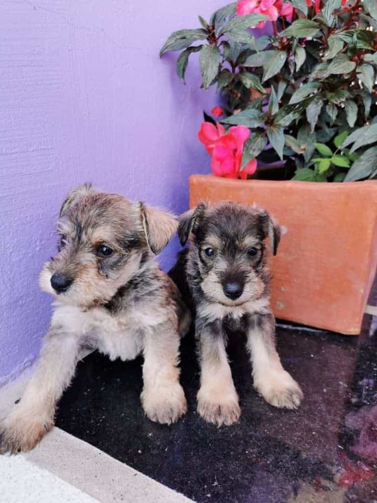 Schnauzer Mascotas Medellin Bogota as