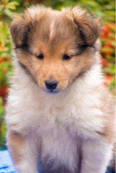 criadero de Perros Pastor shetland Preccio