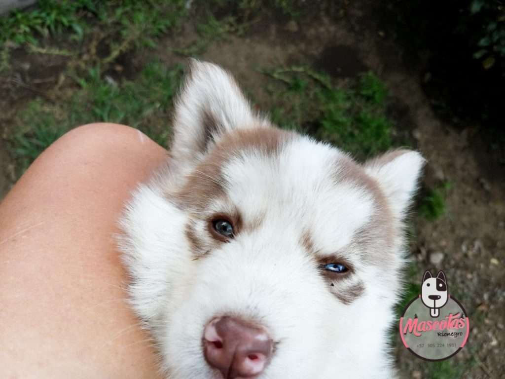 Criadero Husky Lobo Siberiano Mascotas Medellin