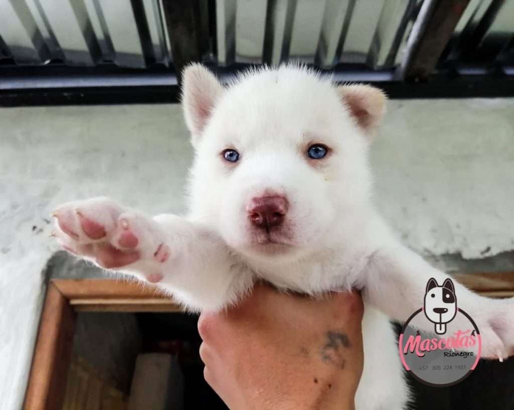 Husky Lobo Blanco Medellin Bogota