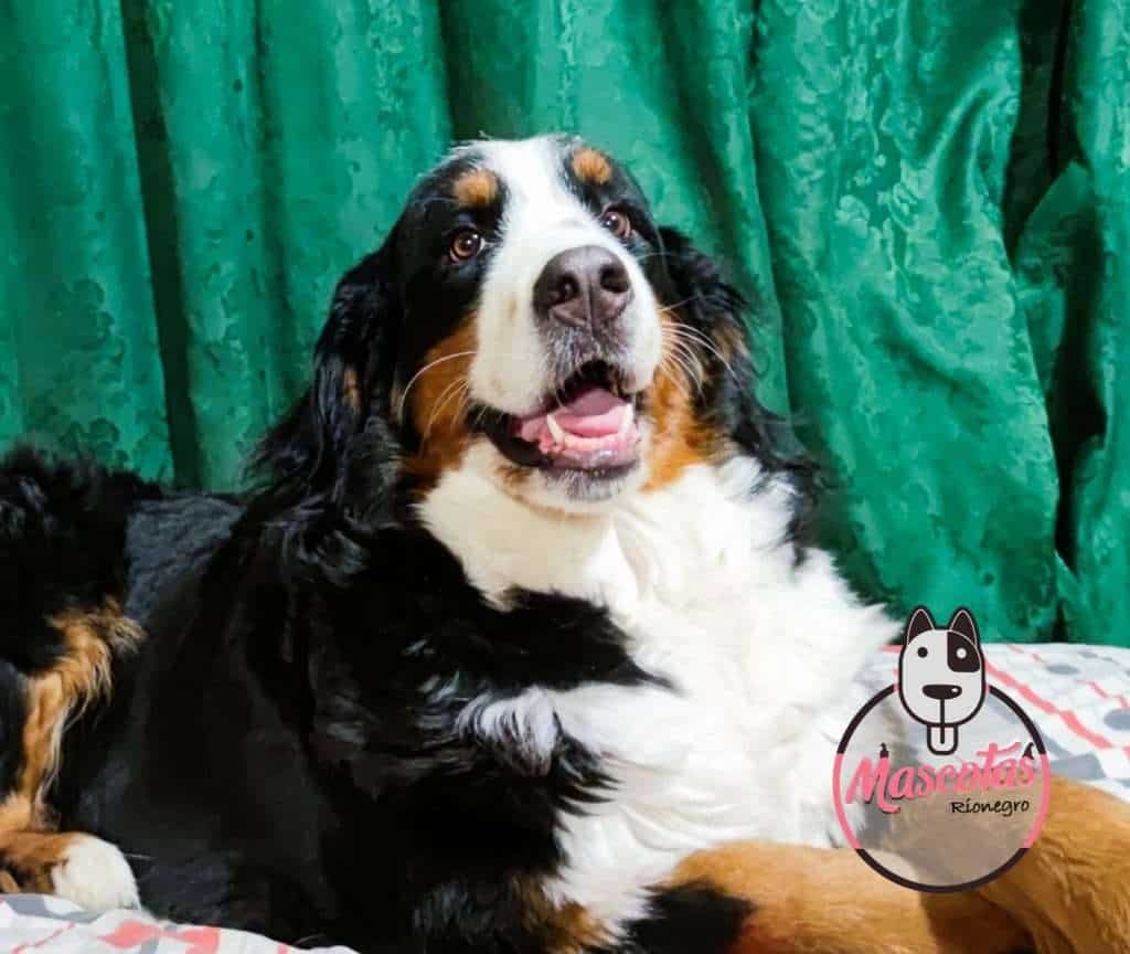 Bernés de la montaña