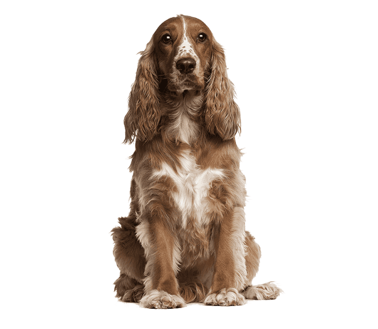 Razas Medianas 13 cocker spaniel cachorros