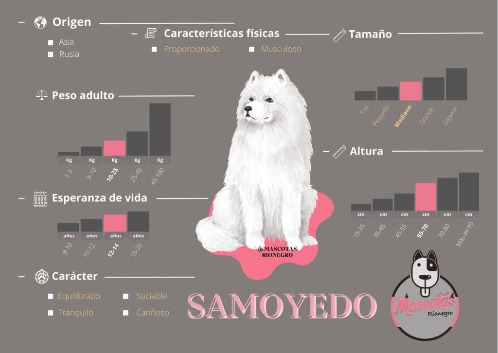 Samoyedo precio