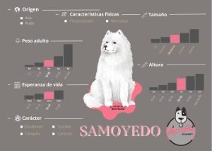 Samoyedo precio