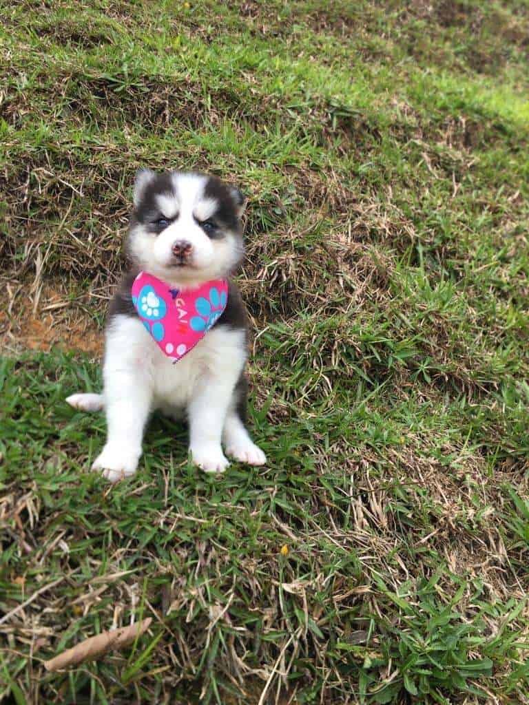Cachorra Husky Siberiano hembra Tradicional 1 Husky Siberiano hembra