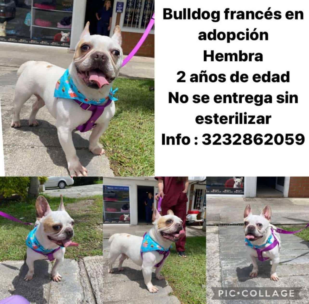 Adóptame Rionegro 1 Adóptame Rionegro - Image 2