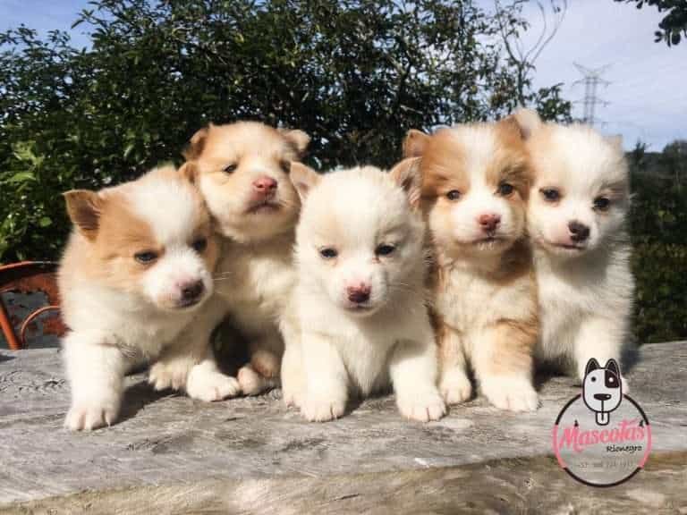 pomsky mascotas rionegro mascotas bogota medellin 1
